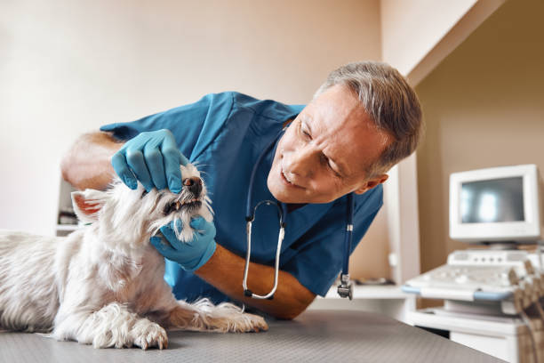 Best Walk-In Emergency Dentist in Rollingwood, CA